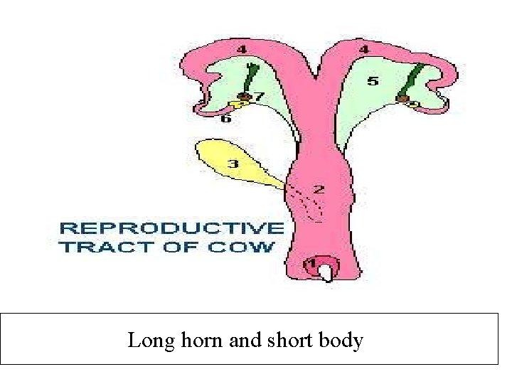 Long horn and short body 