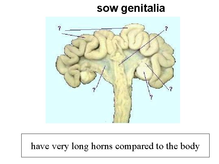 sow genitalia have very long horns compared to the body 