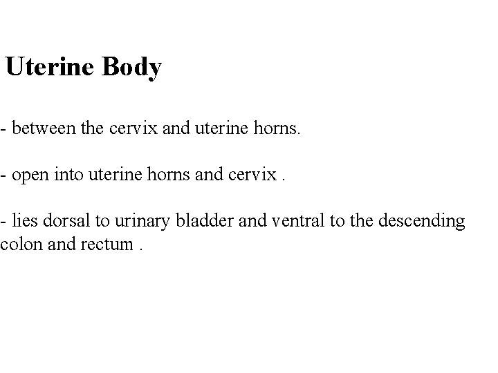 Uterine Body - between the cervix and uterine horns. - open into uterine horns