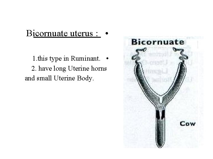 Bicornuate uterus : • 1. this type in Ruminant. • 2. have long Uterine