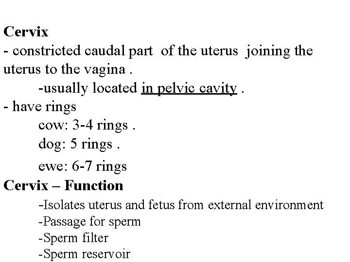 Cervix - constricted caudal part of the uterus joining the uterus to the vagina.
