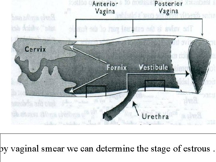 by vaginal smear we can determine the stage of estrous. 