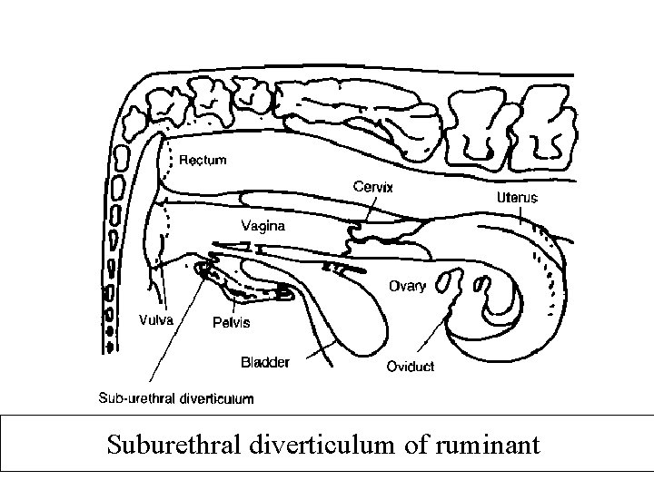 Suburethral diverticulum of ruminant 