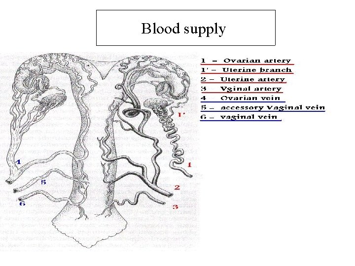 Blood supply 