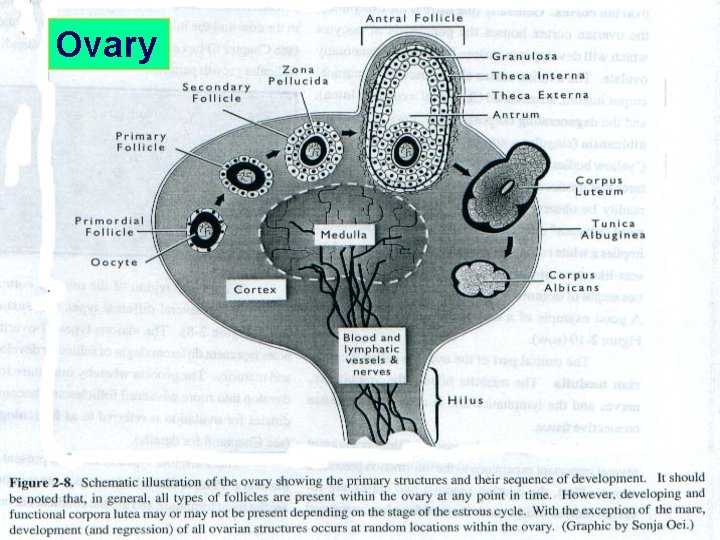 Ovary 