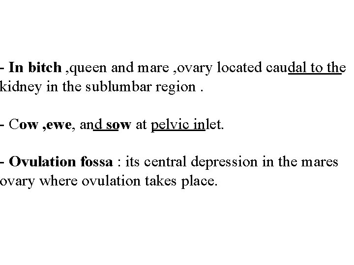 - In bitch , queen and mare , ovary located caudal to the kidney