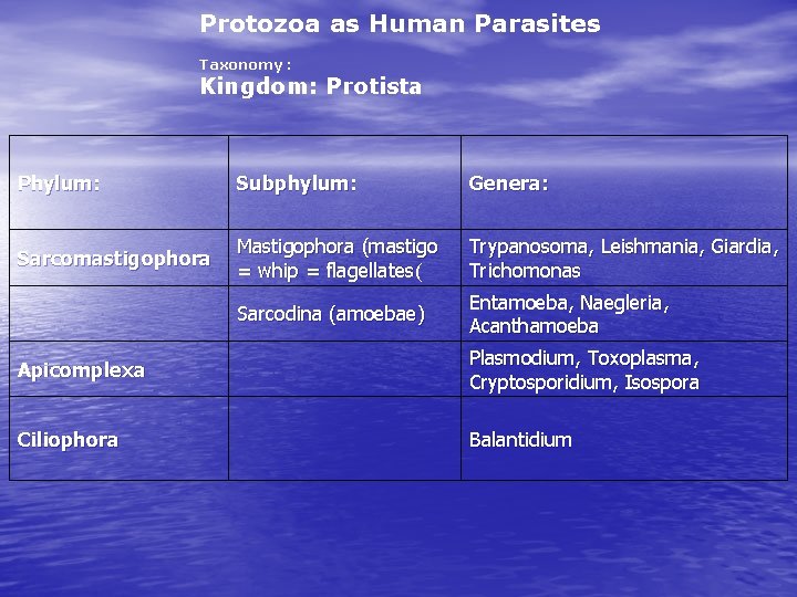 Protozoa as Human Parasites Taxonomy : Kingdom: Protista Phylum: Subphylum: Genera: Sarcomastigophora Mastigophora (mastigo Protozoa as Human Parasites Taxonomy : Kingdom: Protista Phylum: Subphylum: Genera: Sarcomastigophora Mastigophora (mastigo