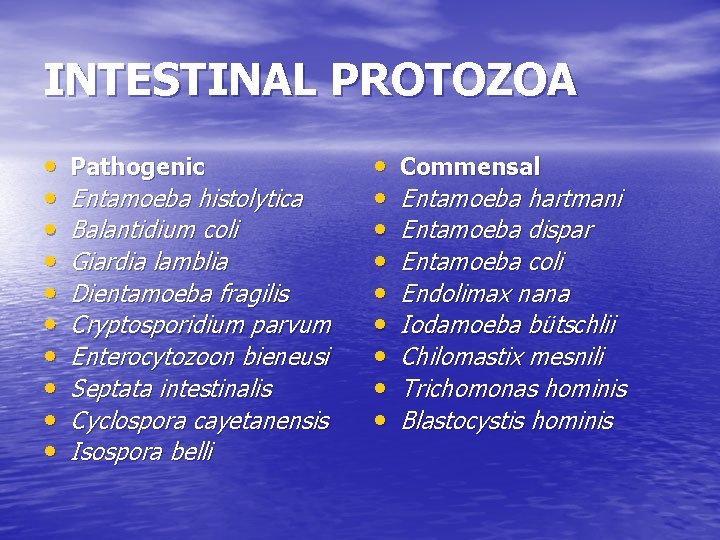 INTESTINAL PROTOZOA • • • Pathogenic Entamoeba histolytica Balantidium coli Giardia lamblia Dientamoeba fragilis INTESTINAL PROTOZOA • • • Pathogenic Entamoeba histolytica Balantidium coli Giardia lamblia Dientamoeba fragilis