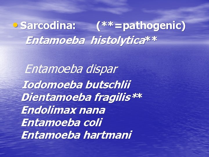 • Sarcodina: (**=pathogenic) Entamoeba histolytica** Entamoeba dispar Iodomoeba butschlii Dientamoeba fragilis** Endolimax nana • Sarcodina: (**=pathogenic) Entamoeba histolytica** Entamoeba dispar Iodomoeba butschlii Dientamoeba fragilis** Endolimax nana