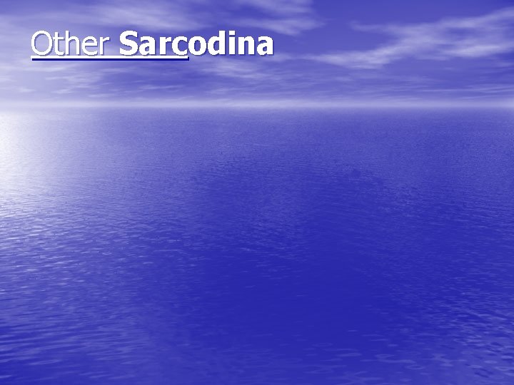 Other Sarcodina Other Sarcodina