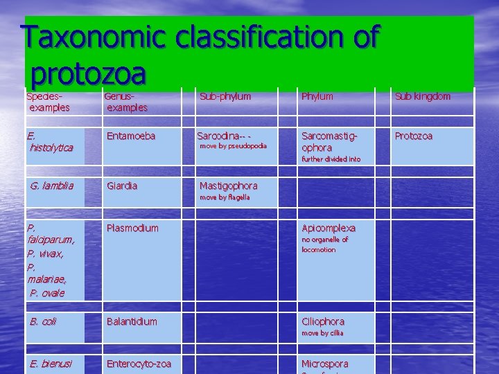 Taxonomic classification of protozoa Species- examples E. histolytica Genus- examples Entamoeba Sub-phylum Phylum Sub Taxonomic classification of protozoa Species- examples E. histolytica Genus- examples Entamoeba Sub-phylum Phylum Sub