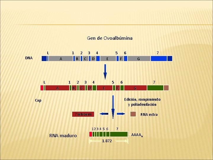 Gen de Ovoalbúmina L DNA 1 2 A L 1 A 3 4 B