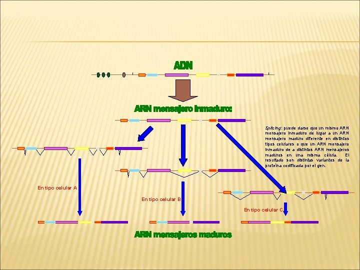 Splicing: puede darse que un mismo ARN mensajero inmaduro de lugar a un ARN