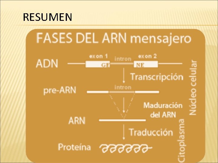 RESUMEN 