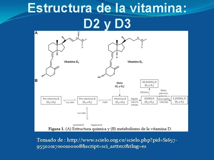 Estructura de la vitamina: D 2 y D 3 Tomado de : http: //www.
