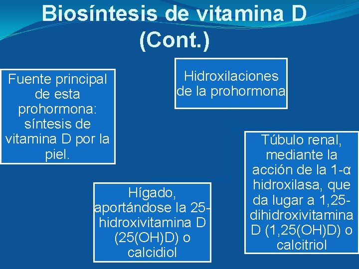 Biosíntesis de vitamina D (Cont. ) Fuente principal de esta prohormona: síntesis de vitamina