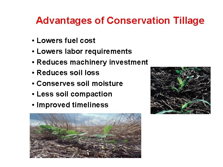 Advantages of Conservation Tillage • Lowers fuel cost • Lowers labor requirements • Reduces