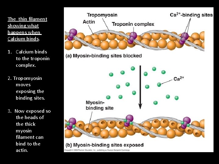 The thin filament showing what happens when Calcium binds. 1. Calcium binds to the The thin filament showing what happens when Calcium binds. 1. Calcium binds to the