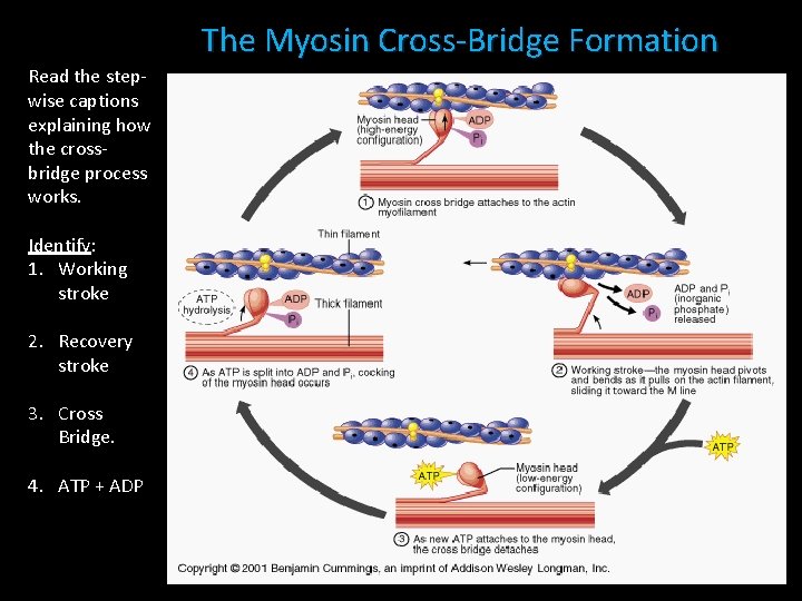 The Myosin Cross-Bridge Formation Read the stepwise captions explaining how the crossbridge process works. The Myosin Cross-Bridge Formation Read the stepwise captions explaining how the crossbridge process works.