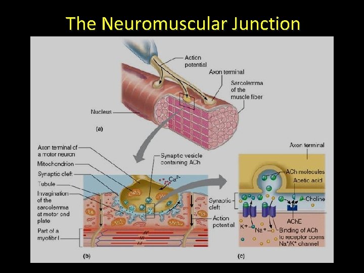 The Neuromuscular Junction The Neuromuscular Junction