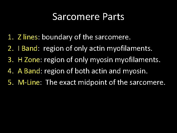 Sarcomere Parts 1. 2. 3. 4. 5. Z lines: boundary of the sarcomere. I Sarcomere Parts 1. 2. 3. 4. 5. Z lines: boundary of the sarcomere. I