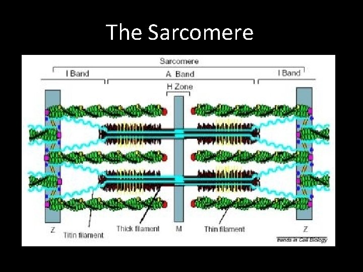 The Sarcomere The Sarcomere