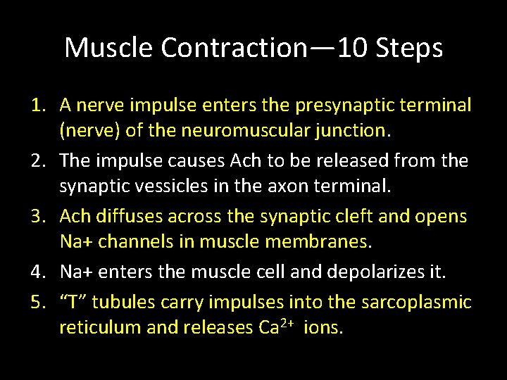 Muscle Contraction— 10 Steps 1. A nerve impulse enters the presynaptic terminal (nerve) of Muscle Contraction— 10 Steps 1. A nerve impulse enters the presynaptic terminal (nerve) of