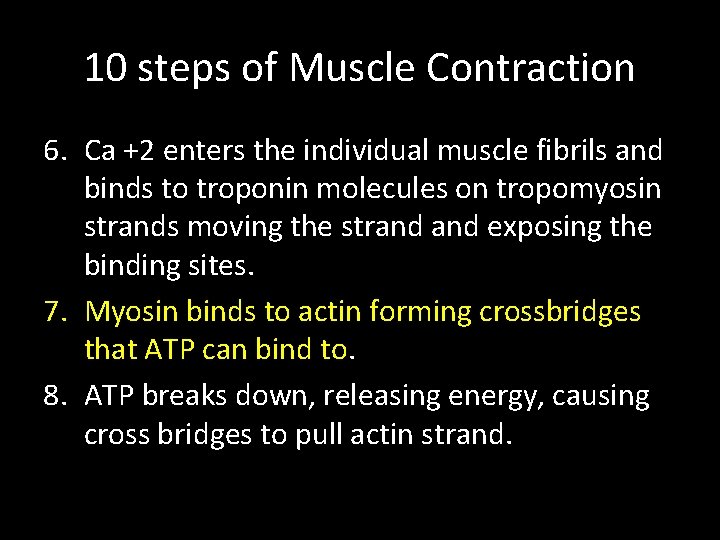 10 steps of Muscle Contraction 6. Ca +2 enters the individual muscle fibrils and 10 steps of Muscle Contraction 6. Ca +2 enters the individual muscle fibrils and
