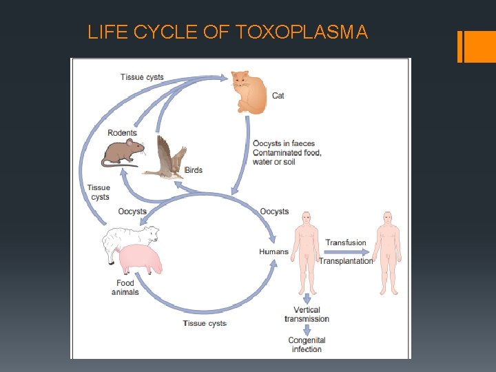 LIFE CYCLE OF TOXOPLASMA 