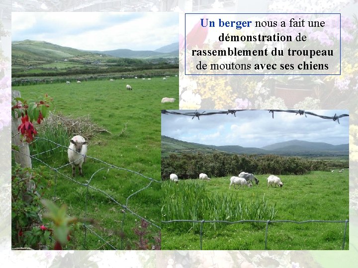 Un berger nous a fait une démonstration de rassemblement du troupeau de moutons avec