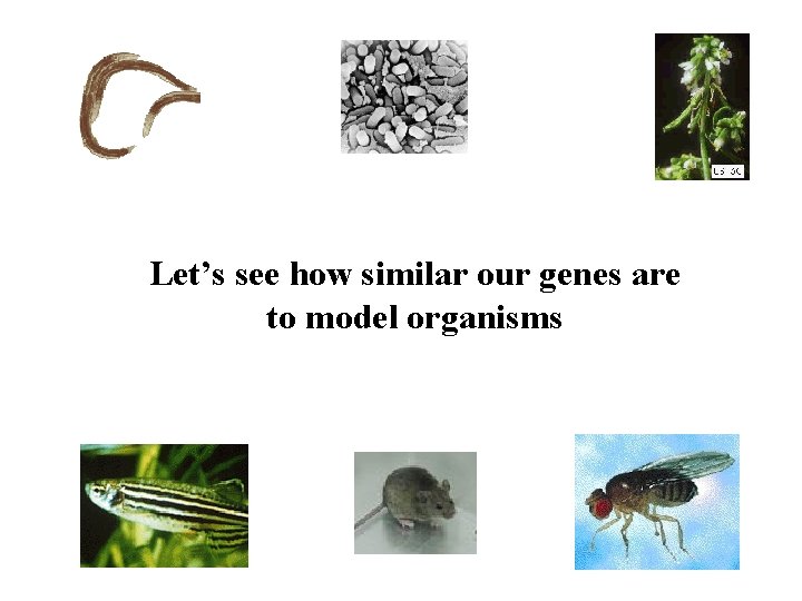 Let’s see how similar our genes are to model organisms 