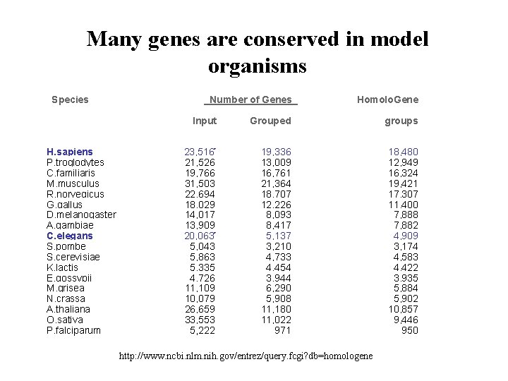 Many genes are conserved in model organisms Species Number of Genes Input Homolo. Gene