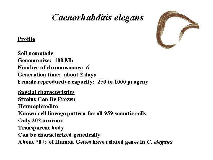 Caenorhabditis elegans Profile Soil nematode Genome size: 100 Mb Number of chromosomes: 6 Generation