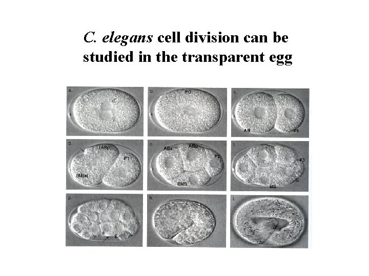C. elegans cell division can be studied in the transparent egg 
