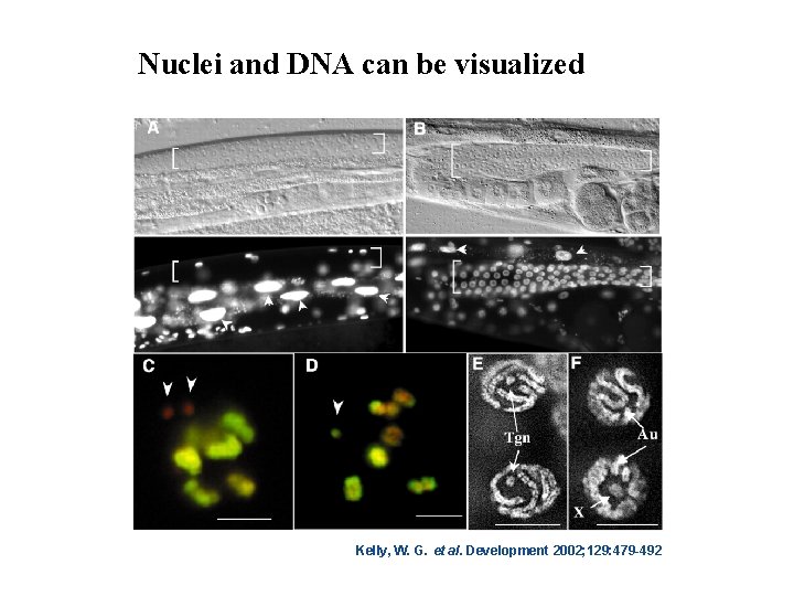 Nuclei and DNA can be visualized Kelly, W. G. et al. Development 2002; 129:
