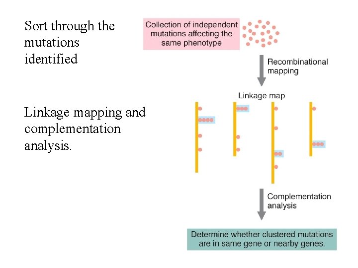 Sort through the mutations identified Linkage mapping and complementation analysis. 