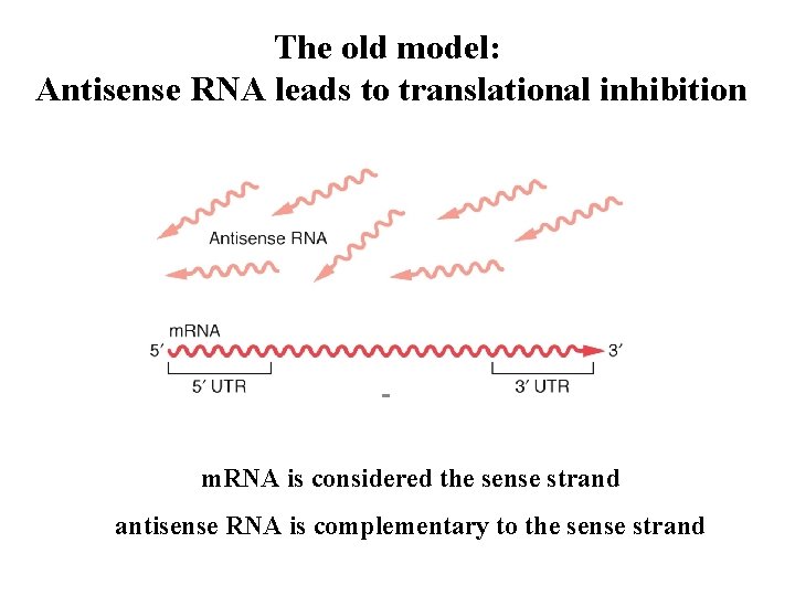 The old model: Antisense RNA leads to translational inhibition m. RNA is considered the