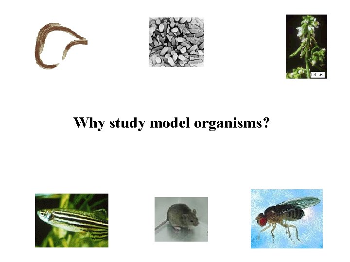 Why study model organisms? 