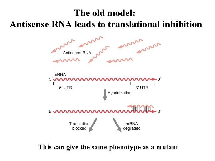 The old model: Antisense RNA leads to translational inhibition This can give the same