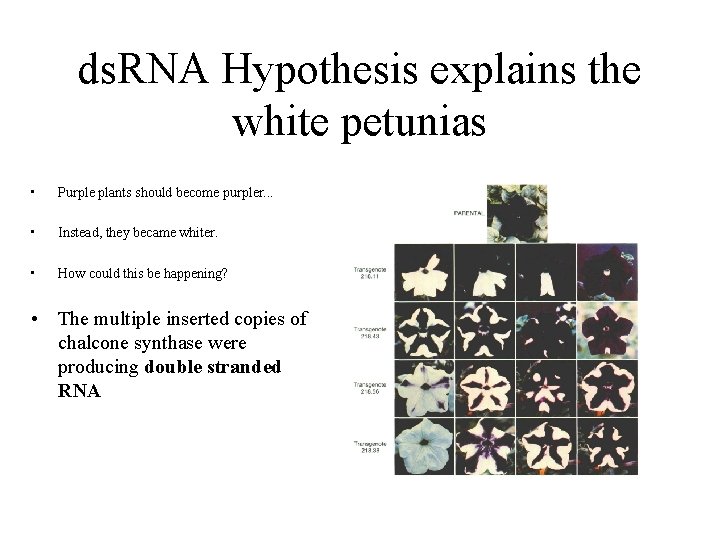 ds. RNA Hypothesis explains the white petunias • Purple plants should become purpler. .