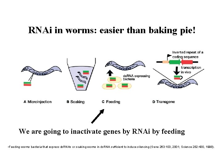 RNAi in worms: easier than baking pie! We are going to inactivate genes by