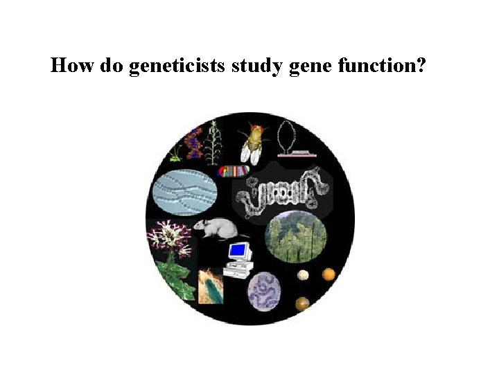 How do geneticists study gene function? 