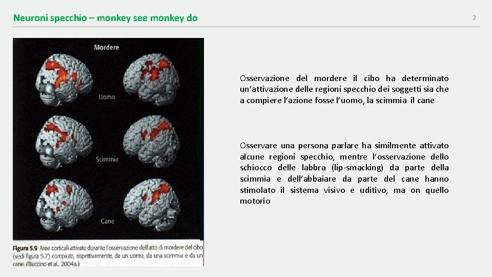 Neuroni specchio – monkey see monkey do 2 Osservazione del mordere il cibo ha