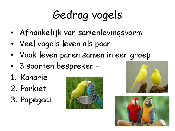 Gedrag vogels • Afhankelijk van samenlevingsvorm • Veel vogels leven als paar • Vaak