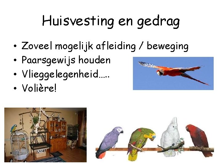 Huisvesting en gedrag • • Zoveel mogelijk afleiding / beweging Paarsgewijs houden Vlieggelegenheid…. .