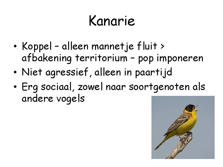 Kanarie • Koppel – alleen mannetje fluit > afbakening territorium – pop imponeren •