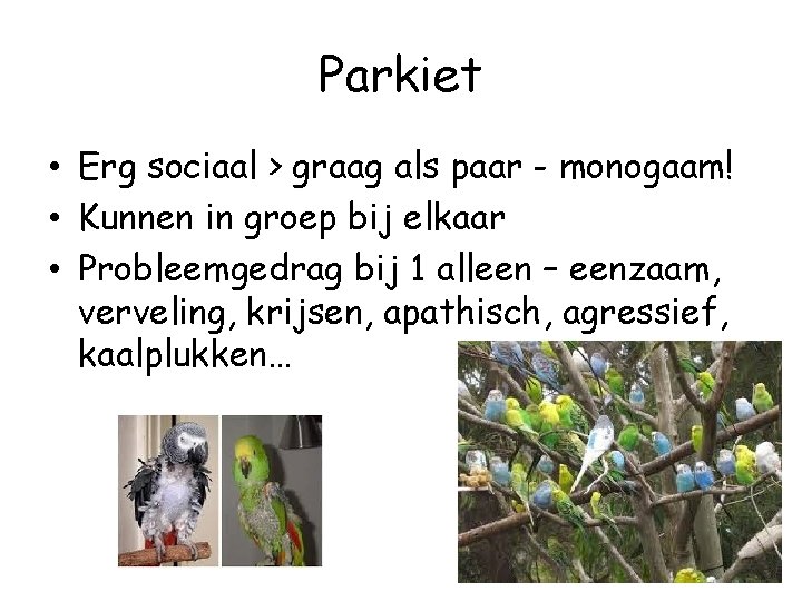 Parkiet • Erg sociaal > graag als paar - monogaam! • Kunnen in groep
