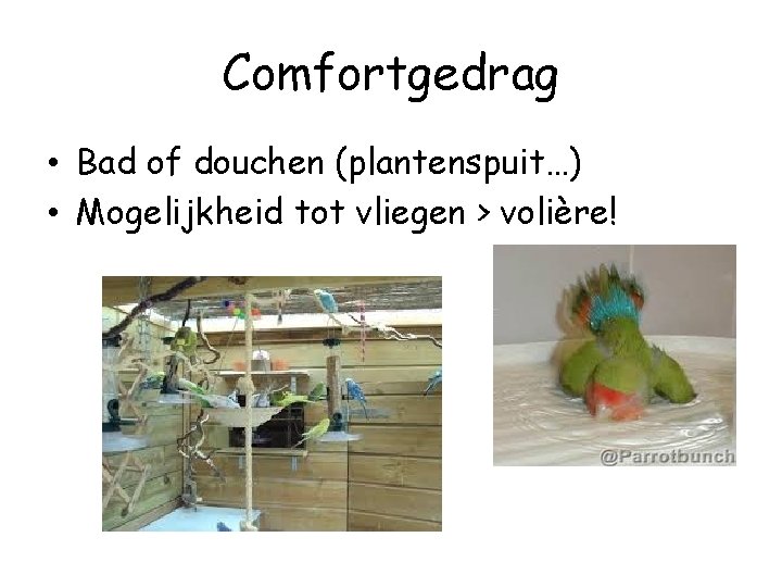 Comfortgedrag • Bad of douchen (plantenspuit…) • Mogelijkheid tot vliegen > volière! 