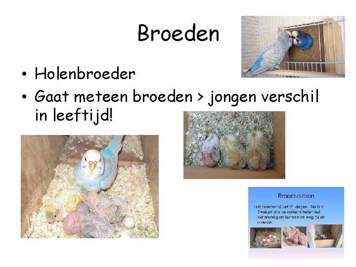 Broeden • Holenbroeder • Gaat meteen broeden > jongen verschil in leeftijd! 