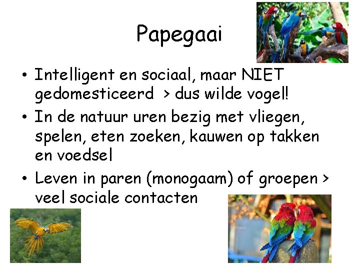 Papegaai • Intelligent en sociaal, maar NIET gedomesticeerd > dus wilde vogel! • In